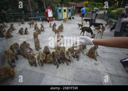 Un popolo nepalese alimenta le scimmie durante il blocco dell'ordine proibitivo nella valle di Kathmandu a causa del rapido aumento del numero di casi COVID-19 a Kathmandu, Nepal, mercoledì 09 settembre 2020. (Foto di Narayan Maharjan/NurPhoto) Foto Stock