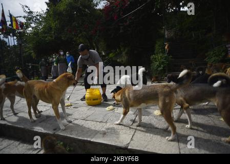 I nepalesi alimentano cani da strada e scimmie durante il blocco dell'ordine proibitivo nella valle di Kathmandu a causa del rapido aumento del numero di casi COVID-19 a Kathmandu, Nepal mercoledì 09 settembre 2020. (Foto di Narayan Maharjan/NurPhoto) Foto Stock