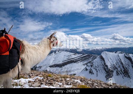 Llama con guinzaglio guarda le montagne mentre si trova su una sporgenza rocciosa nella natura selvaggia del Wyoming Foto Stock