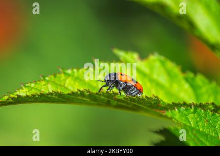 Macro di una coccinella che striscio su una foglia verde Foto Stock