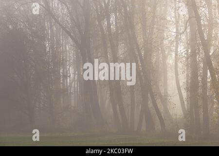 Mattina nella foresta autunnale. Atmosfera nebbia. Foto Stock