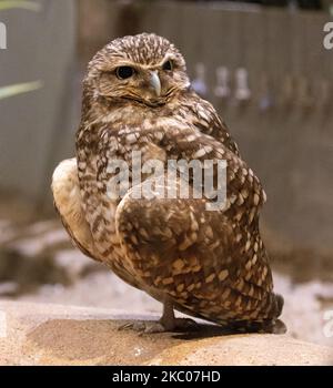 Un colpo verticale di un gufo da burrowing (Athene cunicularia) seduto su una roccia guardando da parte Foto Stock