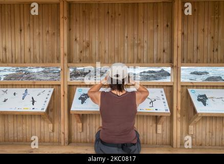 Donna birdwatching da nascondiglio sulla costa settentrionale di Tenerife, Isole Canarie, Spagna. Foto Stock