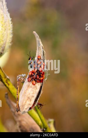 Bug di Milkweed su pod di seme di Milkweed comune Foto Stock