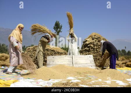 La gente di Kashmiri lavora in un campo di riso durante la stagione di raccolta nella zona di Ganderbal dell'indiano ha amministrato il Kashmir il 20 settembre 2020. (Foto di Muzamil Mattoo/NurPhoto) Foto Stock