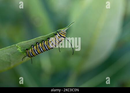 bruco Monarch su foglia comune di munghie Foto Stock