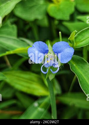 The blue Asiatic dayflower in the  green garden, close-up, vertical Stock Photo