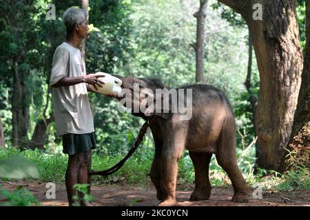 Un guardiano degli animali nutre i vitelli di elefante di 6 mesi salvati dal Santuario della natura di Amchang, allo Zoo di Stato di Assam a Guwahati, India, Thrusday, 1 ottobre 2020. (Foto di Anuwar Hazarika/NurPhoto) Foto Stock