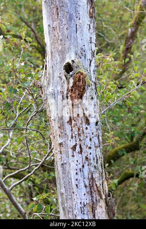 Vecchio tronco di albero marcio in piedi con fori mio da Woodpeckers Foto Stock