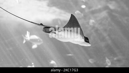 A grayscale closeup shot of a giant oceanic manta ray (Mobula birostris) swimming in the water Stock Photo