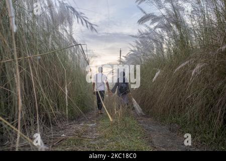 La gente sta visitando il campo di erba catkin in mezzo alla pandemia COVID-19 in Aftab Nagar, alla periferia della Dhaka, Bangladesh il 05 ottobre 2020. Dopo il blocco durante la pandemia, le persone di Dhaka tornano alla vita normale e Aftab Nagar è una delle destinazioni popolari e attraenti, dove molte persone vanno con le loro famiglie e amici per rinfrescarsi. (Foto di Kazi Salahuddin Razu/NurPhoto) Foto Stock