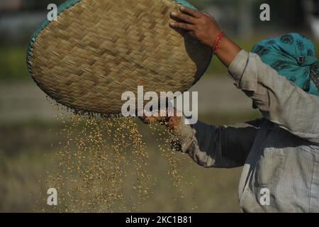 Una donna separa i grani di riso dai glumi, o bucce usando un metodo di vinatura tradizionale a Sankhu, Kathmandu, Nepal il giovedì 08 ottobre 2020. L'agricoltura rimane un'attività economica importante per il paese senza sbocco sul mare, con grano e riso come principali colture alimentari. (Foto di Narayan Maharjan/NurPhoto) Foto Stock