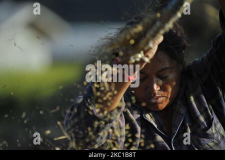 Una donna separa i grani di riso dai glumi, o bucce usando un metodo di vinatura tradizionale a Sankhu, Kathmandu, Nepal il giovedì 08 ottobre 2020. L'agricoltura rimane un'attività economica importante per il paese senza sbocco sul mare, con grano e riso come principali colture alimentari. (Foto di Narayan Maharjan/NurPhoto) Foto Stock