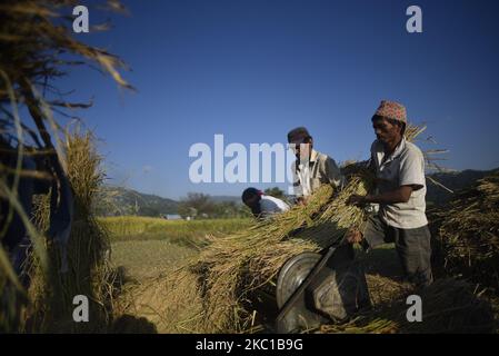 Agricoltori nepalesi che raccolgono piante di riso con la macchina a pedale a Sankhu, Kathmandu, Nepal giovedì 08 ottobre 2020. L'agricoltura rimane un'attività economica importante per il paese senza sbocco sul mare, con grano e riso come principali colture alimentari. (Foto di Narayan Maharjan/NurPhoto) Foto Stock