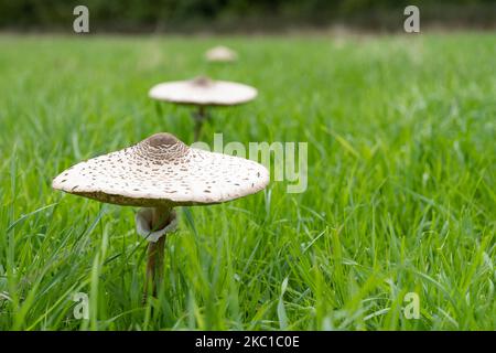 Un gruppo di funghi parasoli completamente formati (Macrolepiota procera) su una medaglia Foto Stock