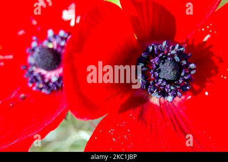 Primo piano macro vista della fioritura del campo di fiori di Anemone coronaria rosso in Israele Foto Stock