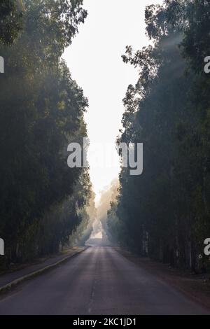 Una strada curvilinea ad una mattina nebbiosa che attraversa una foresta in israele, raggi di luce che passano attraverso gli alberi Foto Stock