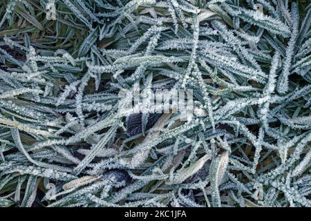 Cristalli di ghiaccio di brina di buoi si sono formati sulle foglie di erba in un pascolo presto in una mattina d'inverno in gennaio, Berkshire Foto Stock