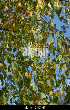 Foglie gialle, arancioni e verdi di betulla argentata (Betula pendula) che cambiano colore in autunno con cetriolini immaturi, Berkshire, ottobre Foto Stock