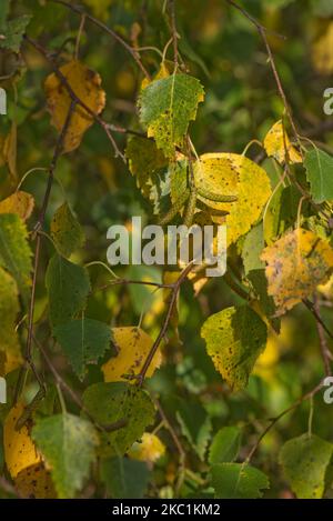 Foglie gialle, arancioni e verdi di betulla argentata (Betula pendula) che cambiano colore in autunno con cetriolini immaturi, Berkshire, ottobre Foto Stock