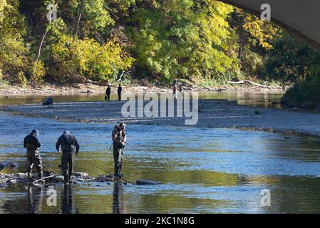 I pescatori cercano di catturare il pesce sotto la diga. Pesci che cercano di salire e superare la prima diga sul fiume Humber vicino alla stazione della metropolitana Old Mill a Etobicoke durante la loro stagione di allevamento a Toronto, Canada (Foto di Anatoliy Cherkasov/NurPhoto) Foto Stock