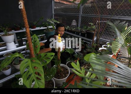 Un uomo è visto annaffiare le piante decorative Monstera Acuminata e Monstera Esqueleto per l'esportazione, presso lo stabilimento di Kazaina Store, a Tamansari, Bogor Regency, Giava Occidentale, Indonesia, Ottobre 14, 2020. Vari tipi di piante ornamentali sono aumentati del 80 per cento con un totale di 250 piante in vaso ogni. Mesi per ordini ad un certo numero di paesi come Francia, Hong Kong, gli Stati Uniti, Canada, Filippine e Thailandia. (Foto di Adriana Adie/NurPhoto) Foto Stock