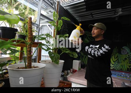 Un uomo è visto annaffiare le piante decorative Monstera Acuminata e Monstera Esqueleto per l'esportazione, presso lo stabilimento di Kazaina Store, a Tamansari, Bogor Regency, Giava Occidentale, Indonesia, Ottobre 14, 2020. Vari tipi di piante ornamentali sono aumentati del 80 per cento con un totale di 250 piante in vaso ogni. Mesi per ordini ad un certo numero di paesi come Francia, Hong Kong, gli Stati Uniti, Canada, Filippine e Thailandia. (Foto di Adriana Adie/NurPhoto) Foto Stock