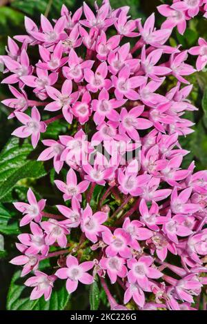 Rosa stellare egiziano (Pentas lanceolata) fiori fiorire in un letto da giardino. Pianta fiorita africana nella famiglia Madder Rubiaceae. Foto Stock