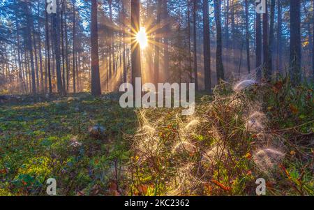 Raggi di sole che splende nella foresta nebbiosa, concetto di foresta autunnale Foto Stock