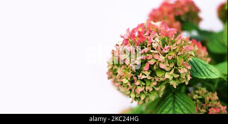 Primo piano del fiore di idrangea in autunno. Sfondo autunno floreale con spazio copia Foto Stock