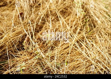 Erba dorata sul terreno, fieno asciutto e soleggiato. Foto Stock