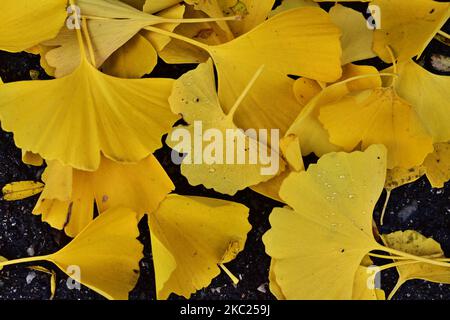 Fondo autunnale, foglie gialle di biloba gingko con gocce d'acqua Foto Stock