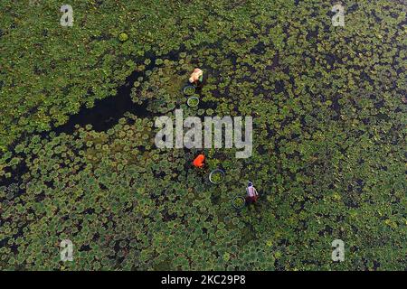 Agricoltori indiani che raccolgono castagne d'acqua da uno stagno nella periferia di Ajmer, Rajasthan, India il 20 ottobre 2020. (Foto di Himanshu Sharma/NurPhoto) Foto Stock