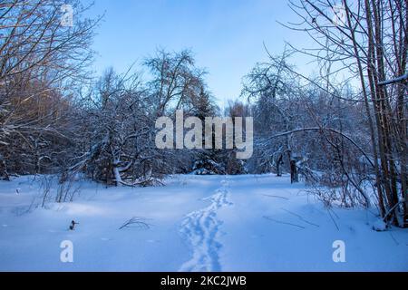 Mattina d'inverno nella campagna lettone. Percorso alla foresta Foto Stock