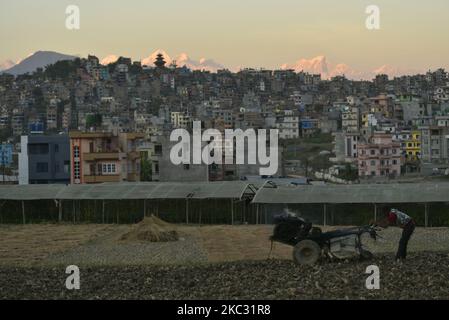 Un campo coltivatore nepalese aratro che utilizza piantagione di trattori a Kirtipur, Kathmandu, Nepal sabato 31 ottobre 2020. L'agricoltura rimane un'attività economica importante per il paese senza sbocco sul mare, con grano e riso come principali colture alimentari. (Foto di Narayan Maharjan/NurPhoto) Foto Stock