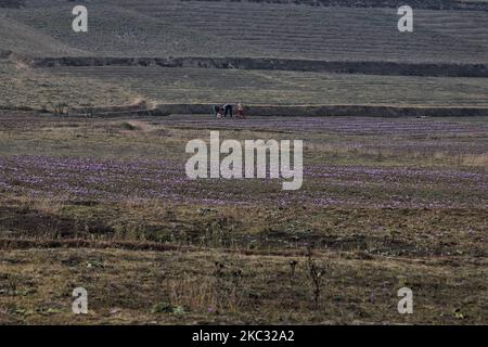 I coltivatori dello zafferano di Kashmiri raccolgono i fiori dello zafferano dal loro campo a Pampore, 15 km (9 miglia) a sud di Srinagar, Jammu e Kashmir, India il 31 ottobre 2020 (Foto di Nasir Kachroo/NurPhoto) Foto Stock