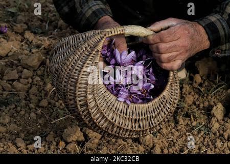 I coltivatori dello zafferano di Kashmiri raccolgono i fiori dello zafferano dal loro campo a Pampore, 15 km (9 miglia) a sud di Srinagar, Jammu e Kashmir, India il 31 ottobre 2020 (Foto di Nasir Kachroo/NurPhoto) Foto Stock