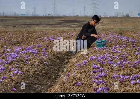 I coltivatori dello zafferano di Kashmiri raccolgono i fiori dello zafferano dal loro campo a Pampore, 15 km (9 miglia) a sud di Srinagar, Jammu e Kashmir, India il 31 ottobre 2020 (Foto di Nasir Kachroo/NurPhoto) Foto Stock