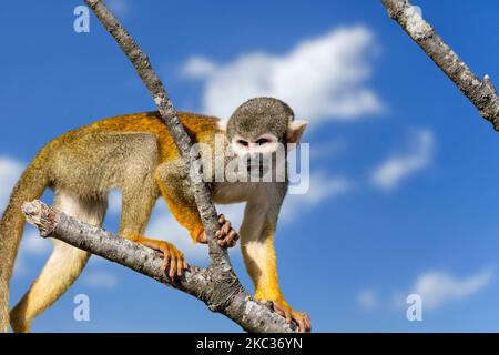 Scimmia scoiattolo con cappuccio nero / scimmia scoiattolo peruviana (saimiri boliviensis peruviensis) chiamata / allarme da albero, nativo del Sud America Foto Stock