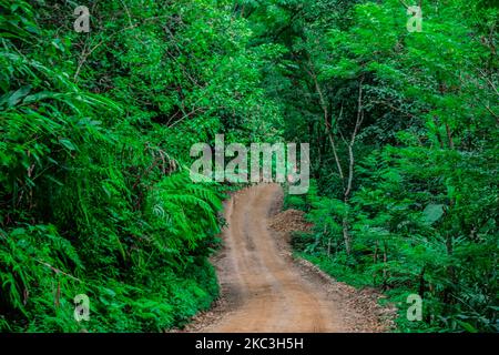camino nel mezzo della giungla Foto Stock