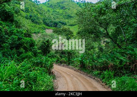 camino nel mezzo della foresta Foto Stock