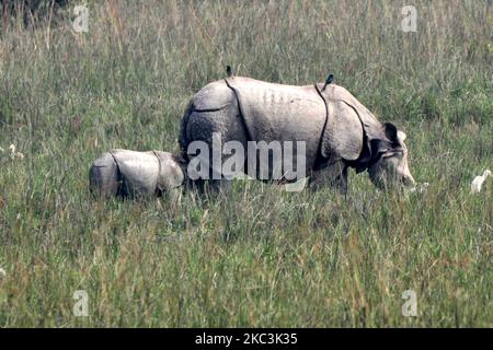 Un rinoceronte un-cornuto che alimenta il bambino di er nel santuario di fauna selvatica di Pobitora nel distretto di Morigaon dello stato nord-orientale di Assam, India il 7 novembre 2020. (Foto di Anuwar Hazarika/NurPhoto) Foto Stock