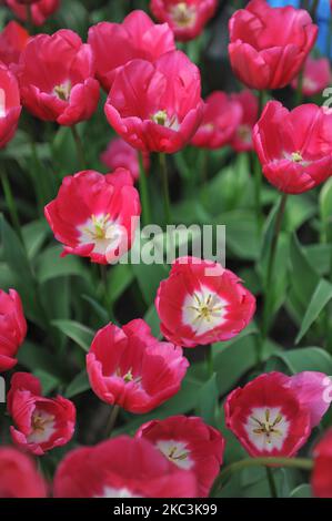 Tulipani Triumph rosa e bianco (Tulipa) delizia al tramonto fiorire in un giardino nel mese di aprile Foto Stock