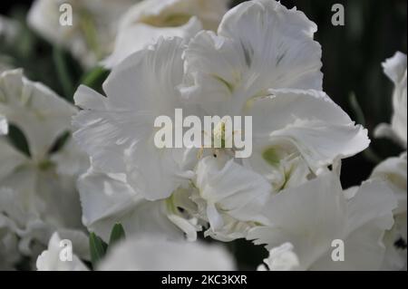 Tulipani bianchi e verdi (Tulipa) Super Parrot fiorire in un giardino nel mese di aprile Foto Stock