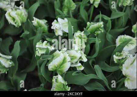 Tulipani bianchi e verdi (Tulipa) Super Parrot fiorire in un giardino nel mese di marzo Foto Stock