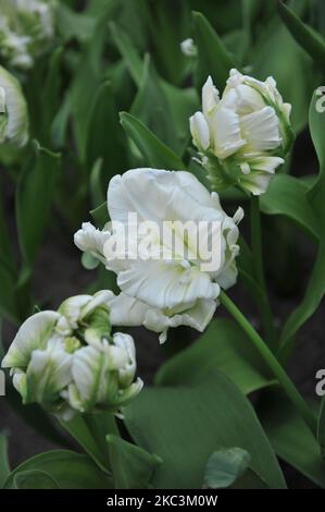 Tulipani bianchi e verdi (Tulipa) Super Parrot fiorire in un giardino nel mese di marzo Foto Stock