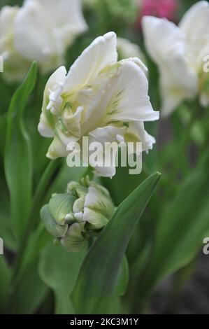 Tulipani bianchi e verdi (Tulipa) Super Parrot fiorire in un giardino nel mese di marzo Foto Stock