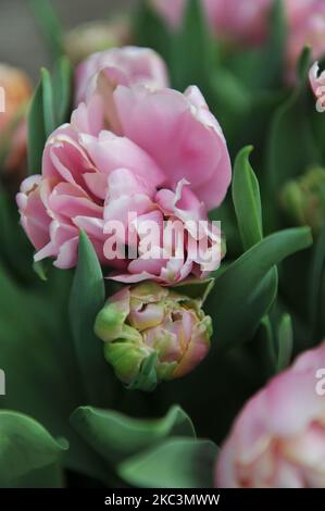Un bouquet di tulipani doppi a fiori di peonia rosa (Tulipa) Rosa dolce in un giardino nel mese di marzo Foto Stock