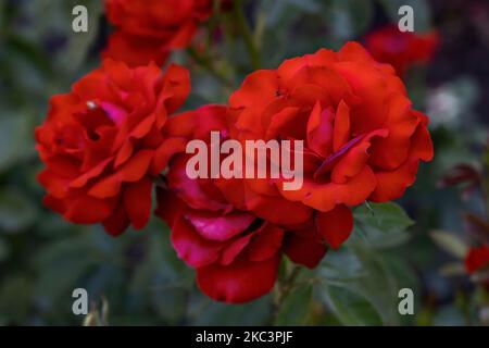 'Leonie Lamesch' varietà di rosa floribunda, rosa rugosa, rosa rossa Foto Stock