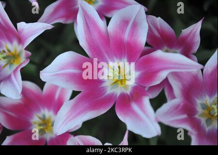 Tulipani a fiore di giglio rosa e bianco (Tulipa) fioriscono in un giardino nel mese di aprile Foto Stock